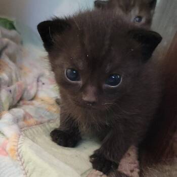 Chicken Nugget -  Domestic Short Hair Cat for Adoption in Keizer, Oregon - Chicken Nugget | PetCurious