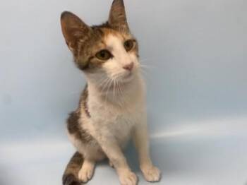 Cow -  Domestic Short Hair Cat for Adoption in Golden Valley, Minnesota - Cow | PetCurious