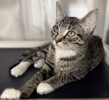 Delilah -  Domestic Short Hair Cat for Adoption in Venice, Florida - Delilah | PetCurious