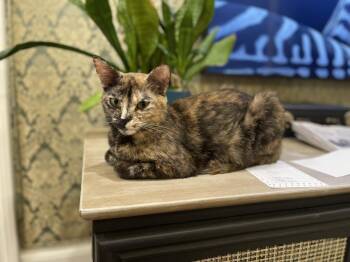 Bambi -  Domestic Short Hair Cat Available for Adoption in Rome, Georgia - Bambi | PetCurious