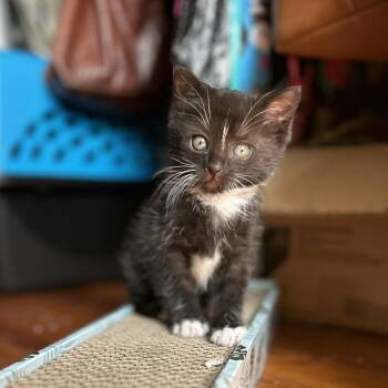Tuxedo Cats Available for Adoption in New Bedford, Massachusetts - Junior (must Adopt With Lollipop) | PetCurious