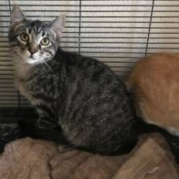 Domestic Medium Hair Cats Available for Adoption in Nampa, Idaho - Bilbo | PetCurious
