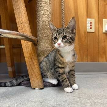 Figaro -  Domestic Medium Hair Cat for Adoption in Kent, Washington - Figaro | PetCurious