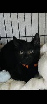 Andy (Adam) -  Domestic Short Hair Cat for Adoption in Sneads Ferry, North Carolina - Andy (Adam) | PetCurious