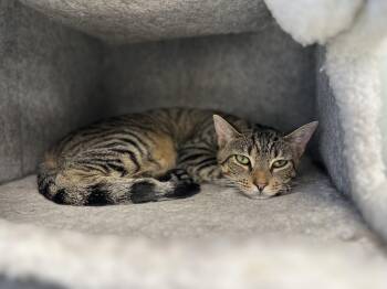 Pippa -  Domestic Short Hair Cat for Adoption in Newburgh, New York - Pippa | PetCurious