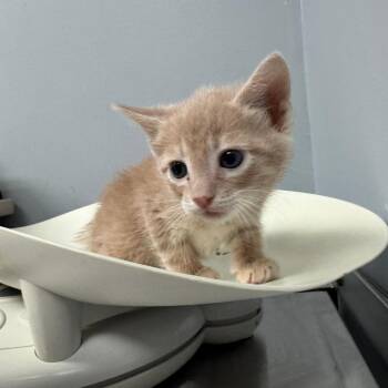 Domestic Short Hair Cats Available for Adoption in Columbus, Georgia - Rock | PetCurious