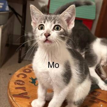 MO -  Domestic Short Hair Cat for Adoption in Gresham, Wisconsin - MO | PetCurious