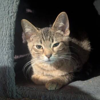 Carlita 54811 -  Domestic Short Hair Cat for Adoption in Eaton Rapids, Michigan - Carlita 54811 | PetCurious