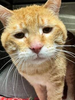 SIMBA -  Domestic Short Hair Cat for Adoption in Anchorage, Alaska - SIMBA | PetCurious