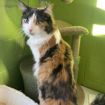 Wilma -  Domestic Long Hair and Calico Cat for Adoption in Bolingbrook, Illinois - Wilma | PetCurious