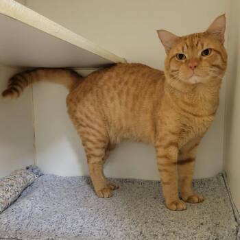 Waffle (aka Fulful) -  Domestic Short Hair Cat for Adoption in Columbia, Missouri - Waffle (aka Fulful) | PetCurious