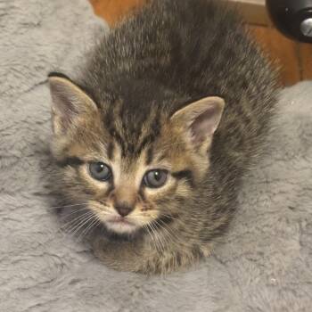 Domestic Short Hair Cats Available for Adoption in Springfield, Ohio - Shrew | PetCurious