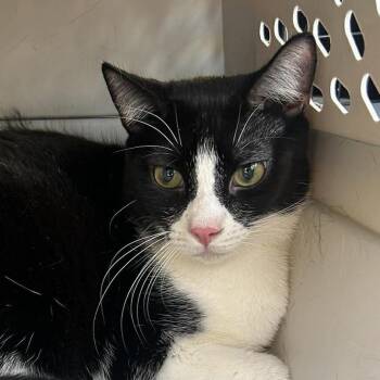 Domestic Short Hair Cats Available for Adoption in Hemet, California - Wonder | PetCurious