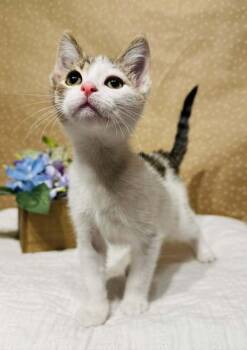 Domestic Short Hair Cats Available for Adoption in Groveland, Massachusetts - Lightning | PetCurious