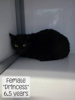 Princess -  Domestic Short Hair Cat for Adoption in Holbrook, Arizona - Princess | PetCurious