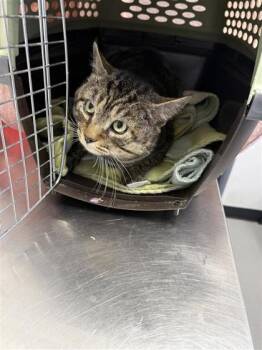 Domestic Short Hair Cats Available for Adoption in West Chester, Pennsylvania - Buddy | PetCurious