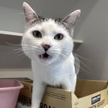 Domestic Short Hair Cats Available for Adoption - Pawtrick Swayze | PetCurious