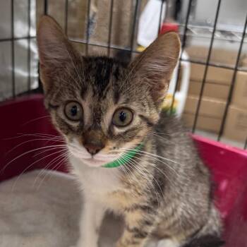 Otis -  Domestic Short Hair Cat for Adoption in Normal, Illinois - Otis | PetCurious
