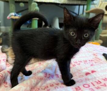 GOOFY -  Domestic Short Hair Cat for Adoption in Sacramento, California - GOOFY | PetCurious