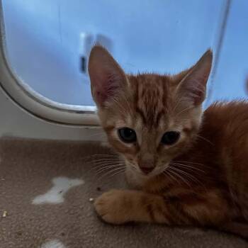 Parmesan -  Domestic Short Hair Cat for Adoption in Stephenville, Texas - Parmesan | PetCurious