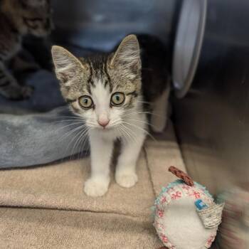 Bubble Wrap -  Domestic Short Hair Cat for Adoption in Cape Girardeau, Missouri - Bubble Wrap | PetCurious