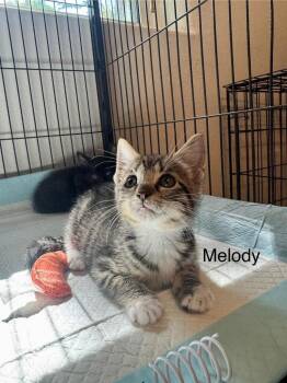 Melody -  Domestic Short Hair Cat Available for Adoption in Orlando, Florida - Melody | PetCurious