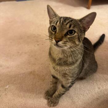 *Courtesy Listing - Trouble Puffs -  Domestic Short Hair Cat for Adoption in Tuscaloosa, Alabama - *Courtesy Listing - Trouble Puffs | PetCurious