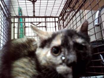 CARMILLA -  Domestic Medium Hair Cat for Adoption in Martinez, California - CARMILLA | PetCurious