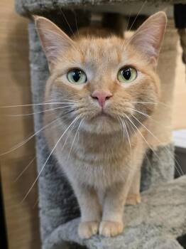 Rescue Domestic Short Hair Cats for Adoption in Sioux Falls, South Dakota - *Bernadette | PetCurious