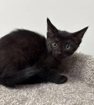 Fritter -  Domestic Short Hair Cat Available for Adoption in Pickering, Ontario - Fritter | PetCurious