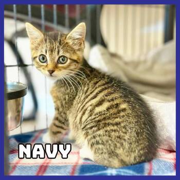 Navy -  Domestic Short Hair Cat for Adoption in Glenwood, Minnesota - Navy | PetCurious