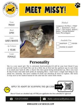 Domestic Medium Hair Cats Available for Adoption in Evans City, Pennsylvania - Missy | PetCurious