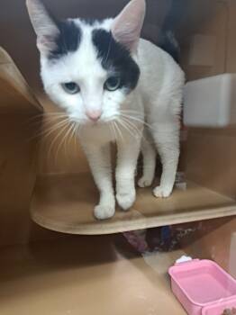 Rescue Domestic Short Hair Cats for Adoption in Fayetteville, Tennessee - Olaf | PetCurious