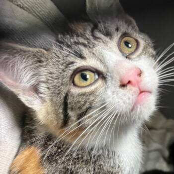 Bee -  Domestic Short Hair Cat for Adoption in Lakewood, Colorado - Bee | PetCurious