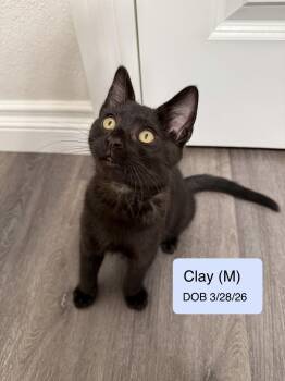 Clay -  Domestic Short Hair and Tabby Cat for Adoption in Vacaville, California - Clay | PetCurious