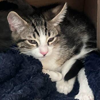 Sesame -  Domestic Short Hair Cat for Adoption in Fresno, California - Sesame | PetCurious