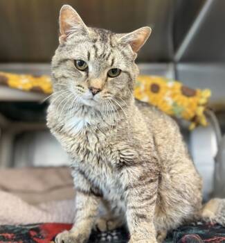 Rescue Domestic Short Hair Cats for Adoption in Sheboygan, Wisconsin - Silas | PetCurious