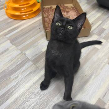 Caesium -  Domestic Short Hair Cat for Adoption in Westminster, California - Caesium | PetCurious