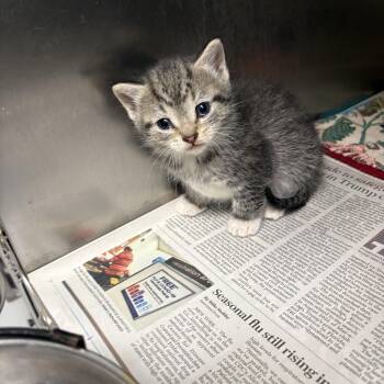 Domestic Short Hair Cats Available for Adoption in Elberon, Virginia - Hermione | PetCurious