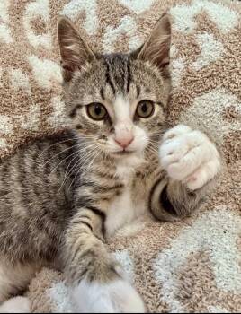 Kitten Einarr -  Domestic Short Hair Cat for Adoption in Seal Beach, California - Kitten Einarr | PetCurious