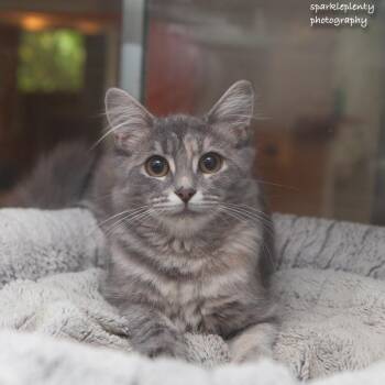 Louise -  Domestic Medium Hair Cat for Adoption in Ridgefield, Connecticut - Louise | PetCurious
