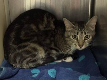 BARN RENAE -  Domestic Short Hair Cat for Adoption in Colorado Springs, Colorado - BARN RENAE | PetCurious