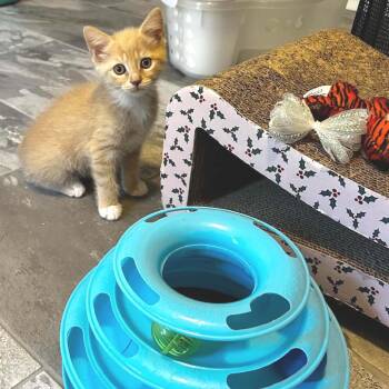 Florean -  Domestic Medium Hair Cat for Adoption in Fredericksburg, Virginia - Florean | PetCurious