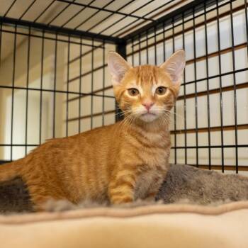 Burton -  Domestic Short Hair Cat for Adoption in Pawling, New York - Burton | PetCurious