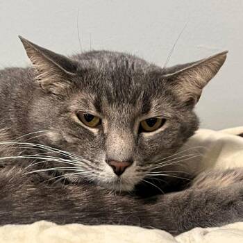 Sebastian -  Domestic Short Hair Cat for Adoption in Lenexa, Kansas - Sebastian | PetCurious