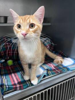 Purrito -  Domestic Short Hair Cat for Adoption in Mcpherson, Kansas - Purrito | PetCurious