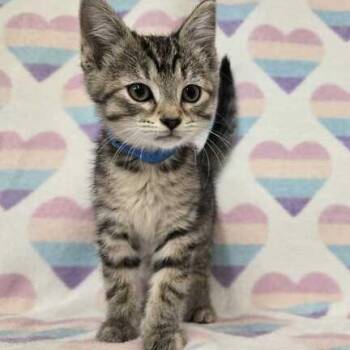 Rescue Domestic Short Hair Cats for Adoption in Flatwoods, Kentucky - Bubbles | PetCurious