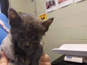 KYRA -  Domestic Short Hair Cat for Adoption in Tulsa, Oklahoma - KYRA | PetCurious