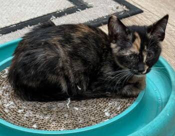 Sassy -  Calico and Domestic Short Hair Cat for Adoption in Tehachapi, California - Sassy | PetCurious