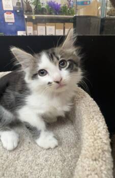 Boris-preadopt -  Domestic Short Hair Cat for Adoption in Palmetto, Florida - Boris-preadopt | PetCurious